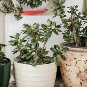 Low Maintenance Plants