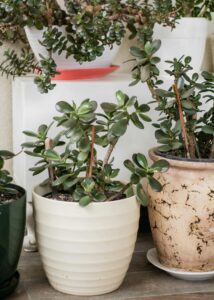 Close-up of Crassula ovata succulents in stylish pots, perfect for indoor decor.