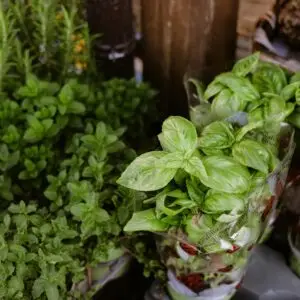 Herbs & Vegetables