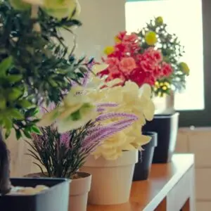 Permanent Flowering Plants