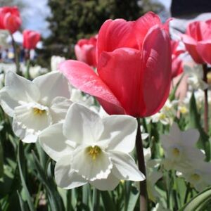 Flowering Plants