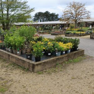 Outdoor Plants