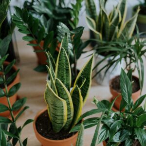 Air Purifying Plants