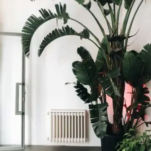 Large Plants