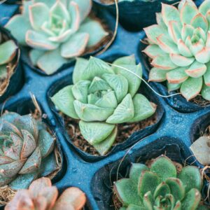 Low Maintenance Plants