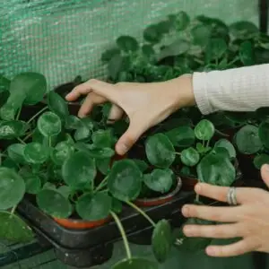 Plant bundle