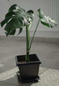 A vibrant Monstera Deliciosa plant in a pot, bathed in natural indoor sunlight.