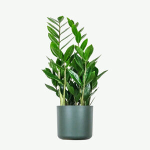 import placeholder for 231