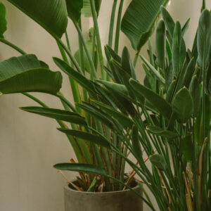 lemon grass in 6 inch white pot