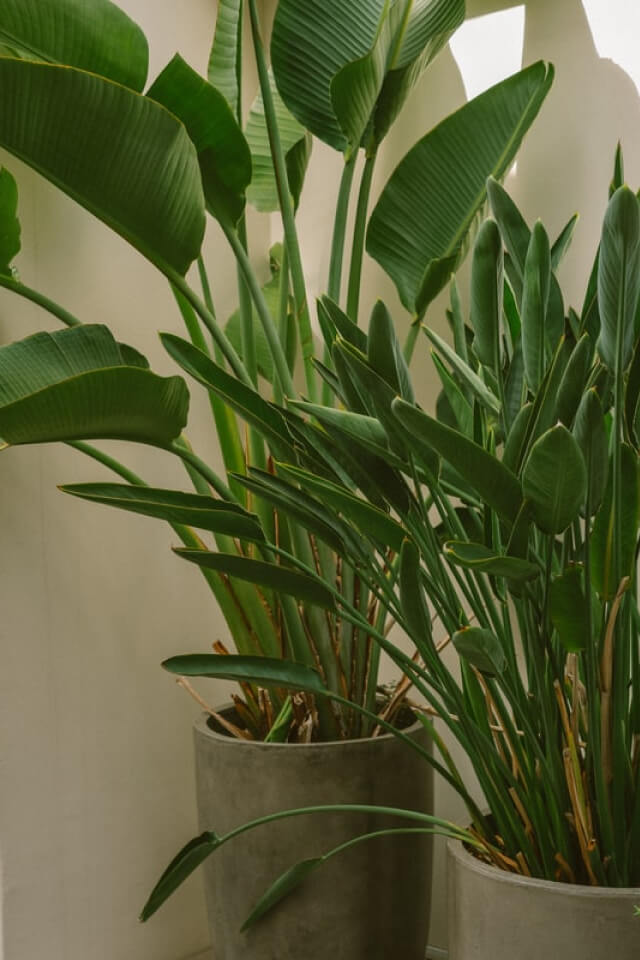 lemon grass in 6 inch white pot lemon grass in 6 inch white pot