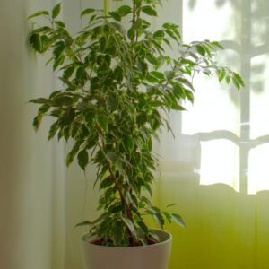 xanadu golden in self watering pot