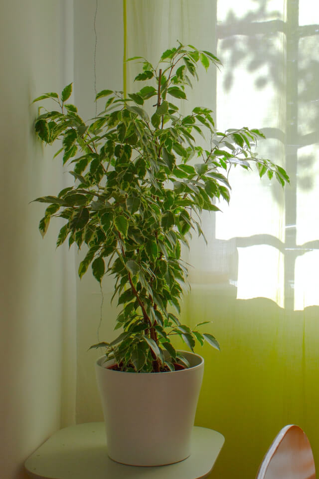 xanadu golden in self watering pot xanadu golden in self watering pot
