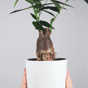 xanadu green plant in selfwatering pot