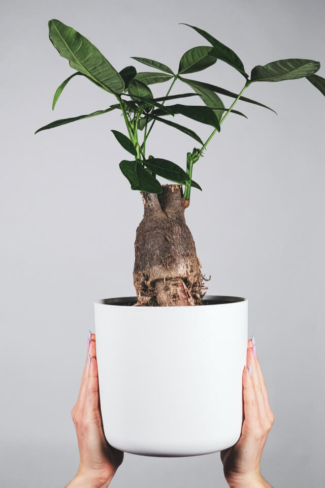 xanadu green plant in selfwatering pot xanadu green plant in selfwatering pot