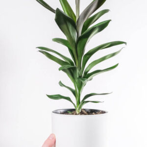 aralia apple /dinner plate plant