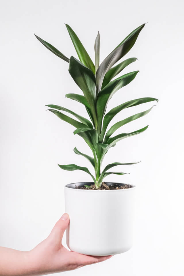 aralia apple /dinner plate plant aralia apple /dinner plate plant