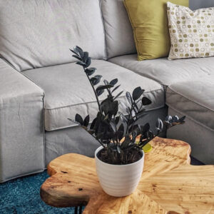 calathea rufibarba