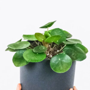 rubber plant in 10 inch white classy pot
