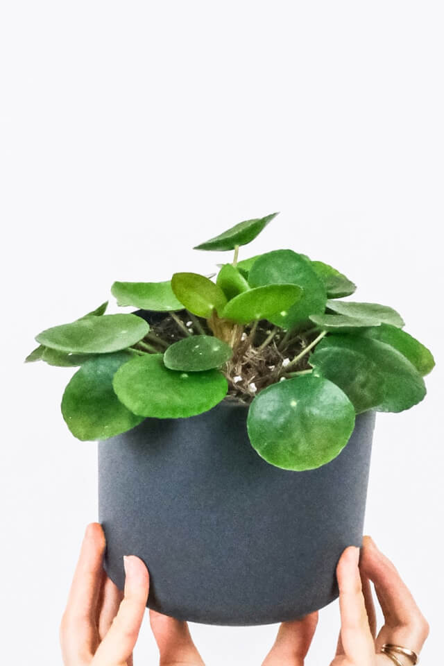 rubber plant in 10 inch white classy pot rubber plant in 10 inch white classy pot