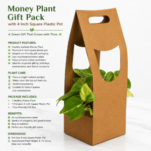money plant gift pack with 4 inch square ceramic pot