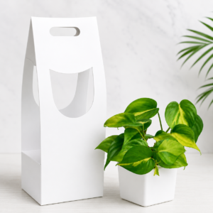 money plant gift pack with 4 inch square ceramic pot (copy)