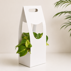 money plant gift pack with 4 inch square ceramic pot (copy)