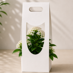 ixora plant gift pack with 6 inch cup square/ cup pot