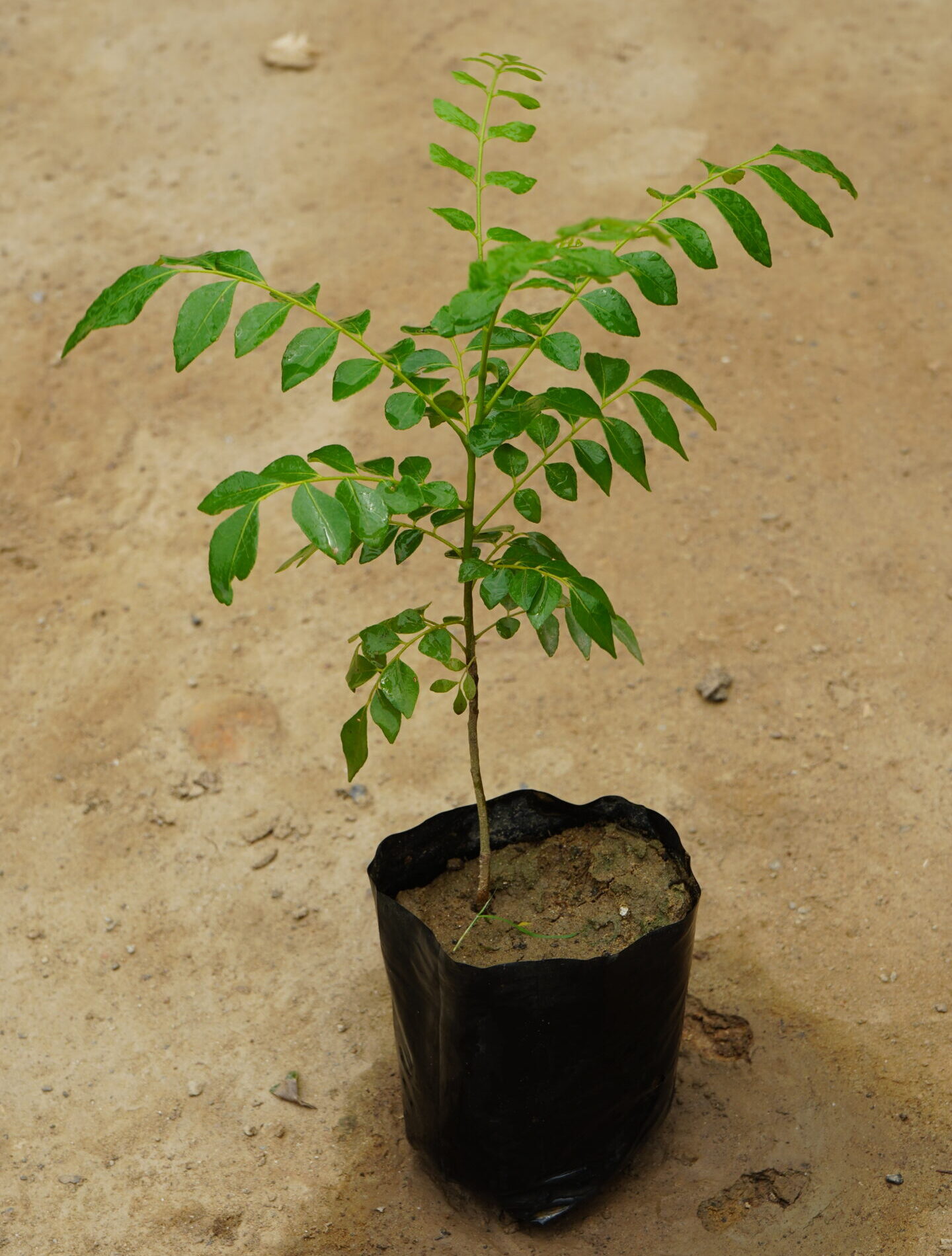 Curry patta plant in 5 inch nursery bag