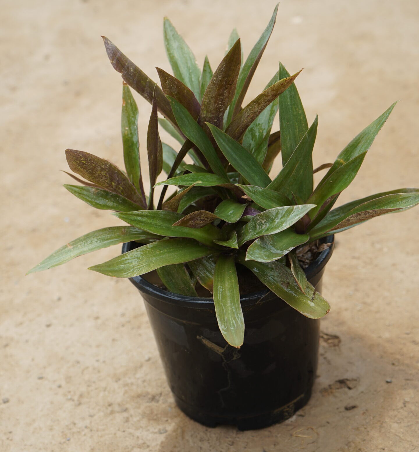 Roheo / Durangi plant in 6 inch pot