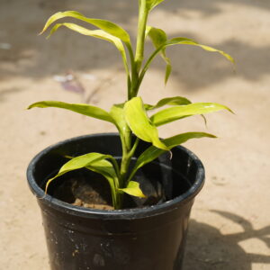 auto draft