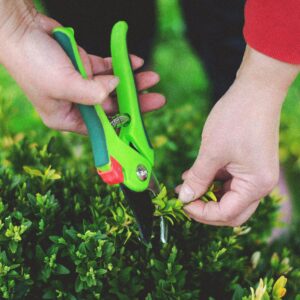 Hands using pruning shears to trim greenery in a garden setting.