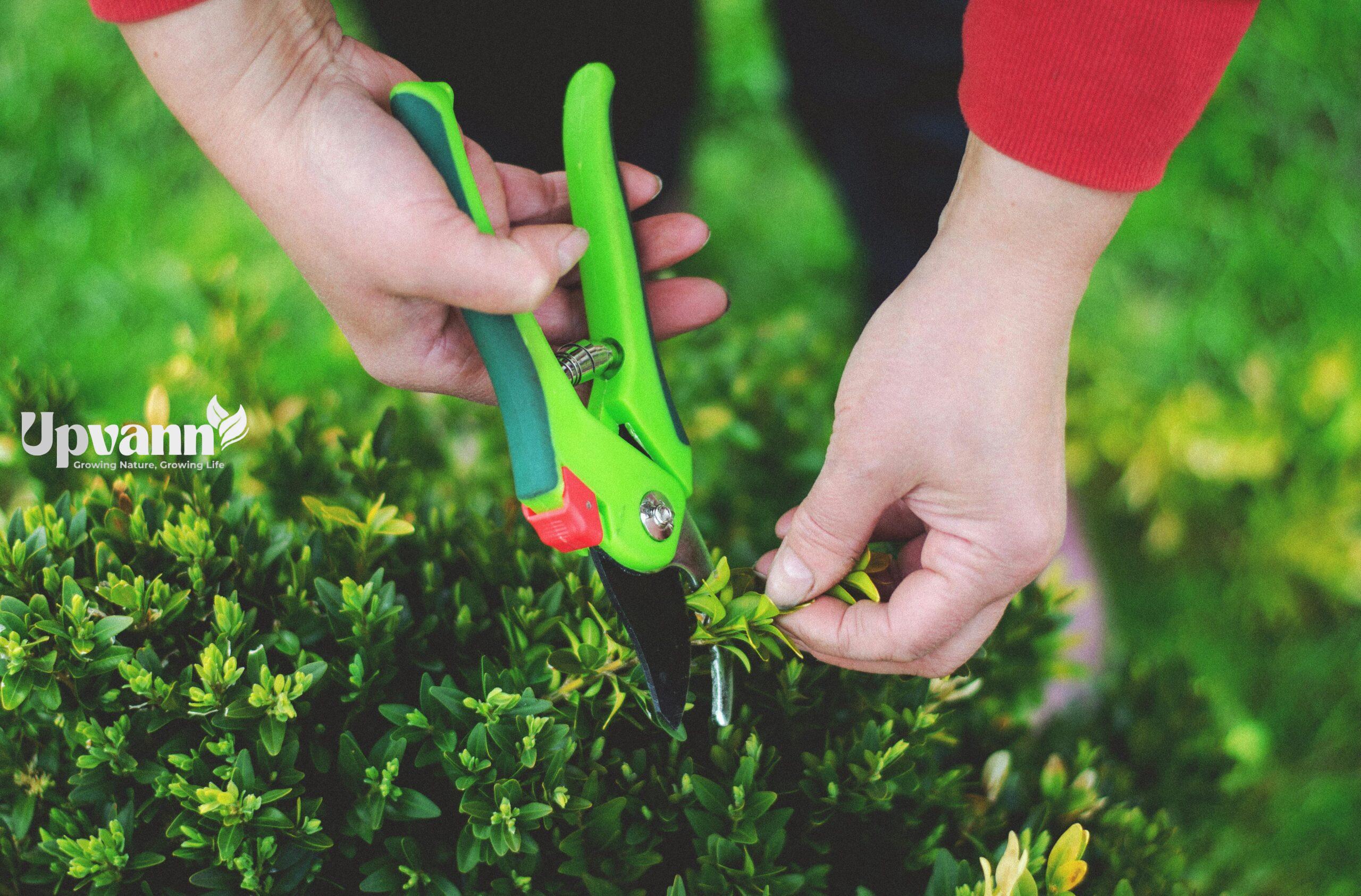 pexels photo 12142540 12142540 Hands using pruning shears to trim greenery in a garden setting.