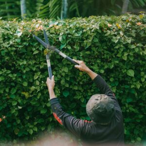 Adult gardener trims green hedge outdoors in Jakarta. Focus on foliage.