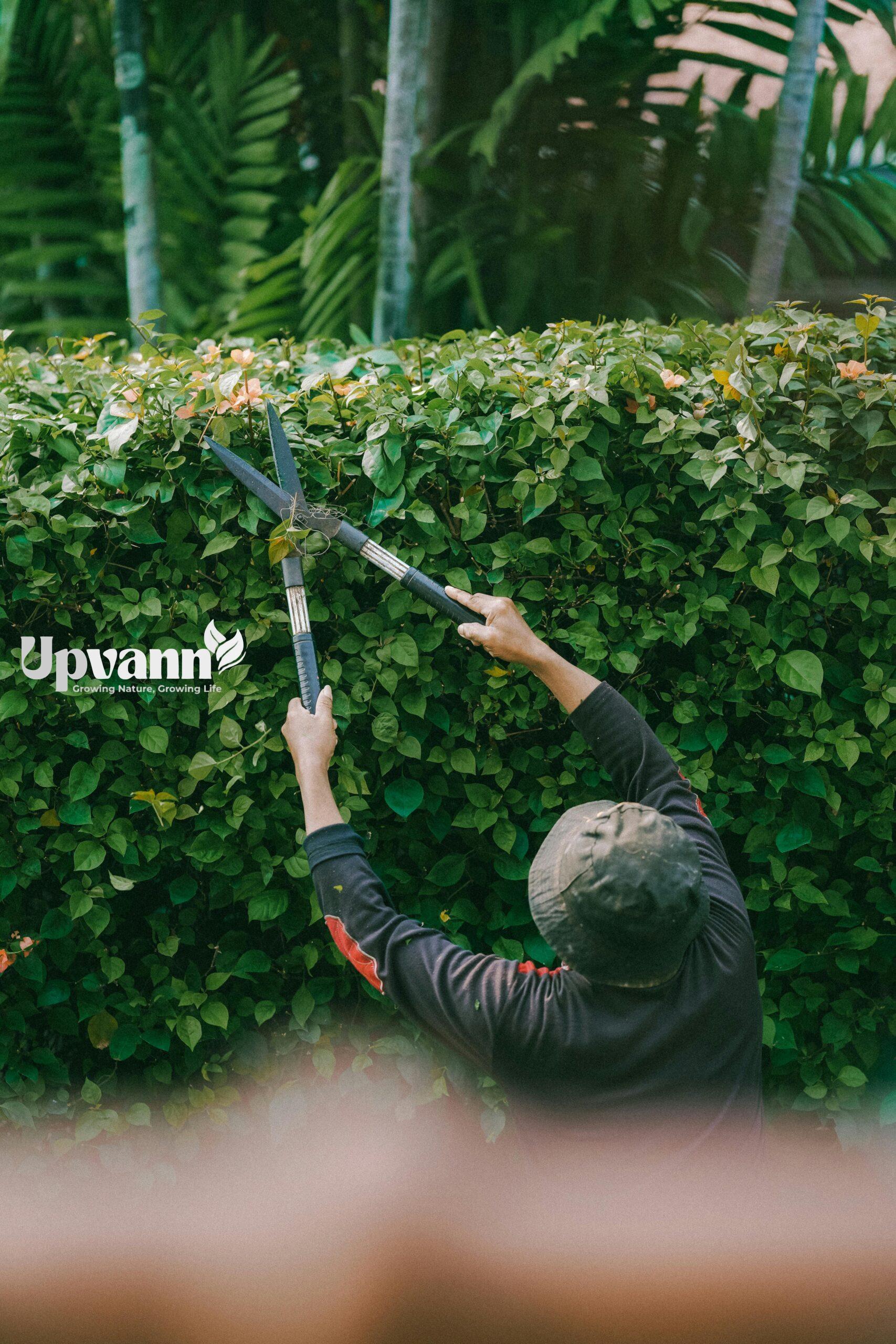 pexels photo 32427439 32427439 Adult gardener trims green hedge outdoors in Jakarta. Focus on foliage.