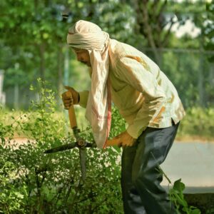 Indian man in traditional turban trimming bushes with garden shears outdoors during daytime.