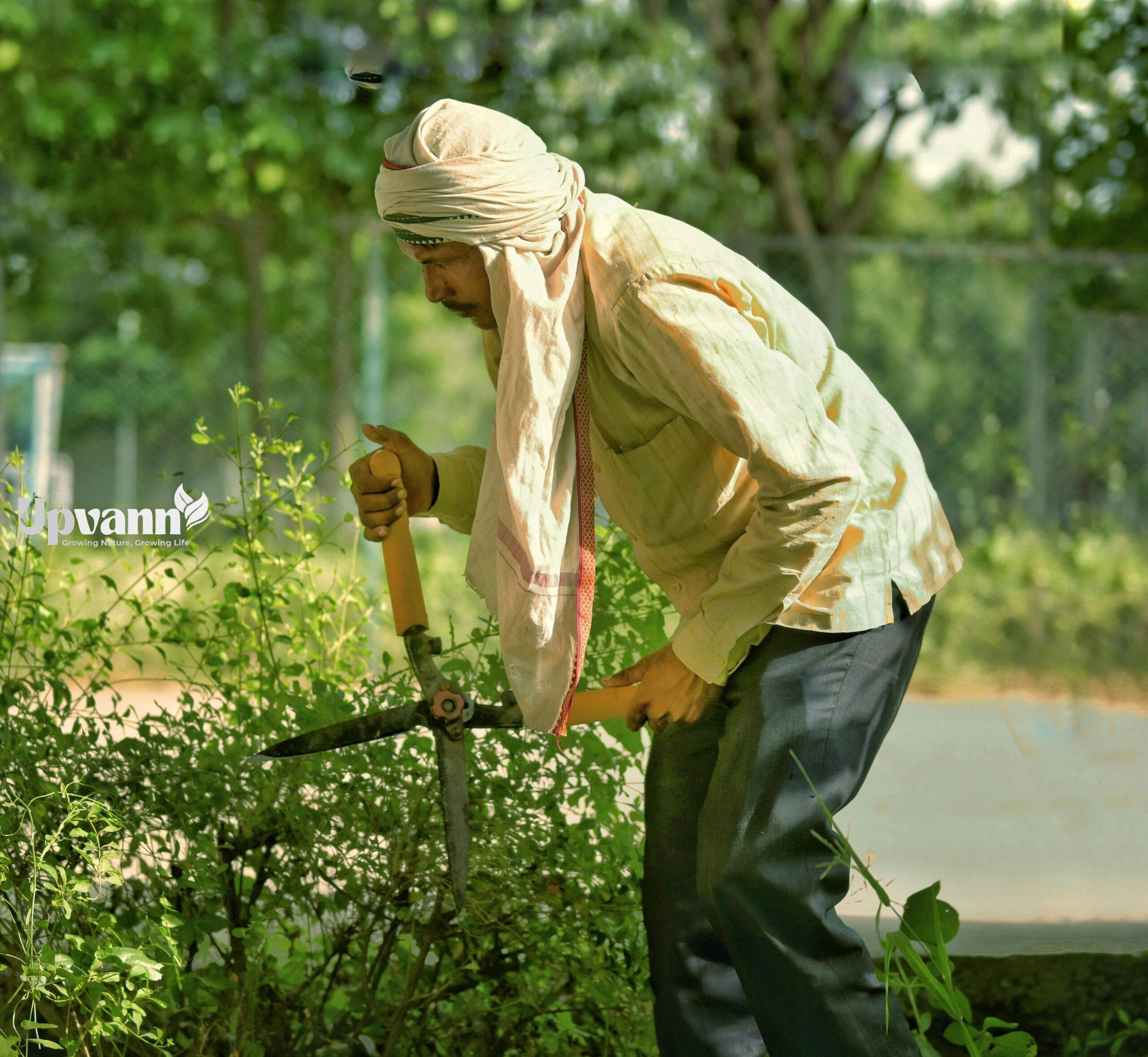 pexels photo 33000300 33000300 Indian man in traditional turban trimming bushes with garden shears outdoors during daytime.