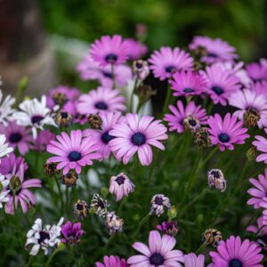 Seasonal Plants