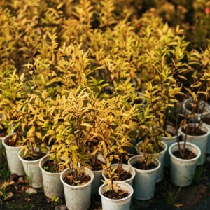 Nursery Pots