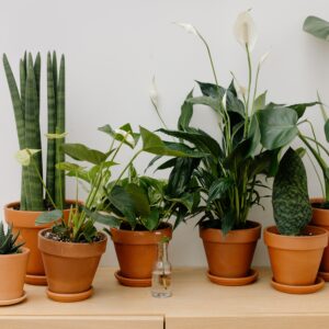 Low Light Plants